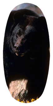 DASOV 301 Black Bear